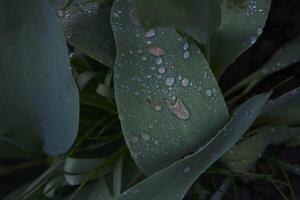 drops of water on long and wide leaves after rain photo