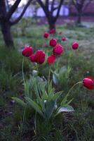 rojo marchitez tulipanes cubierto con agua gotas después lluvia foto