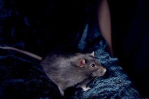 un Berkshire estándar rata abrazos con sus propietario foto