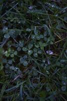 clover covered with raindrops, plant background photo