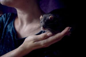 a berkshire standard rat cuddles with its owner photo