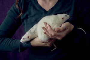 an albino standard rat and albino standard rat cuddles with theie owner photo