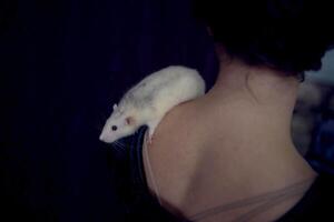 a husky dumbo rat cuddles with its owner photo