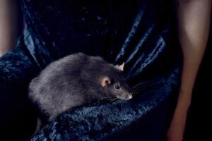 a berkshire standard rat cuddles with its owner photo