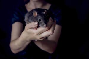 a berkshire standard rat cuddles with its owner photo