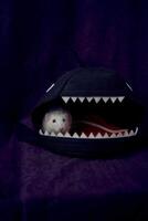 husky dumbo rat is hiding in the shark's bed house photo