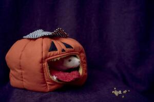 albino standard rat hides in the bed house in the shape of a pumpkin photo