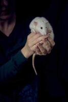 un fornido dumbo rata abrazos con sus propietario foto