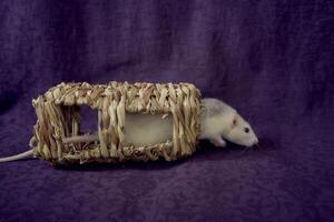 husky dumbo rat runs around a straw toy photo