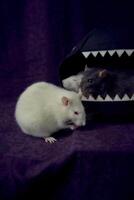 inquisitive pet rats run around the bed, a house in the shape of a shark photo