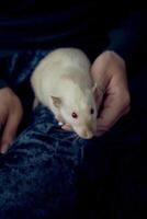 an albino standard rat cuddles with its owner photo