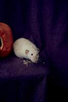 albino standard rat hides in the bed house in the shape of a pumpkin photo