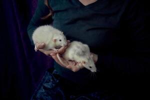 an albino standard rat and albino standard rat cuddles with theie owner photo