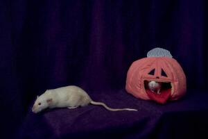 albino estándar rata se esconde en el cama casa en el forma de un calabaza foto