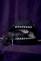 inquisitive pet rats run around the bed, a house in the shape of a shark photo