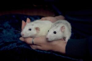 albino standard rat and albino standard rat cuddles with theie owner photo