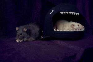 inquisitive pet rats run around the bed, a house in the shape of a shark photo