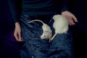 an albino standard rat and albino standard rat cuddles with theie owner photo