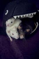 inquisitive pet rats run around the bed, a house in the shape of a shark photo