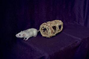 husky dumbo rat runs around a straw toy photo