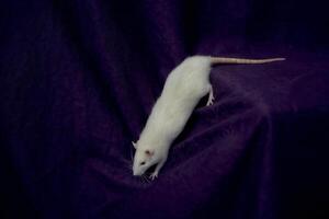 an albino standard rat cuddles with its owner photo