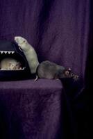 inquisitive pet rats run around the bed, a house in the shape of a shark photo