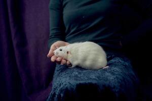 a husky dumbo rat cuddles with its owner photo