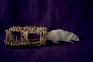 husky dumbo rat runs around a straw toy photo