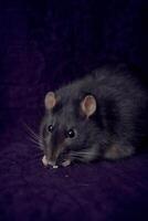 a fat berkshire standard rat eats popcorn photo