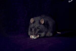 a fat berkshire standard rat eats popcorn photo