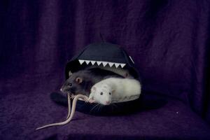 inquisitive pet rats run around the bed, a house in the shape of a shark photo