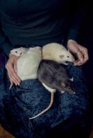 the woman holds all her five rats in her hands photo