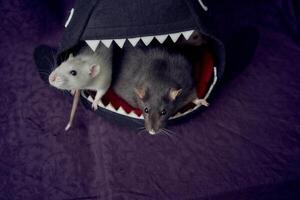 inquisitivo mascota ratas correr alrededor el cama, un casa en el forma de un tiburón foto