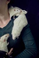 the woman holds all her five rats in her hands photo