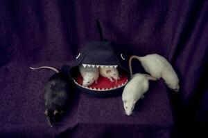 inquisitive pet rats run around the bed, a house in the shape of a shark photo