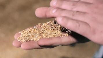 Hand Holding Wheat Grains, Close-up view of a hand holding a handful of wheat grains. video