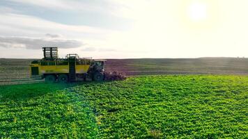 raccolta zucchero barbabietola nel il campo con un' combinare mietitrice. un' combinare mietitore raccolti zucchero erba a partire dal terreni agricoli a tramonto. video