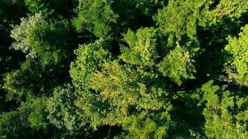 floresta Visão a partir de acima. Visão do Copa das árvores e misturado verão floresta com verde árvores e prados. video