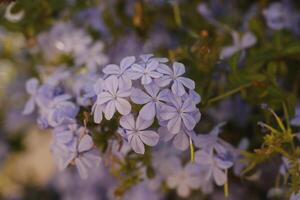 Cape leadwort or blue plumbago, blue flowers photo