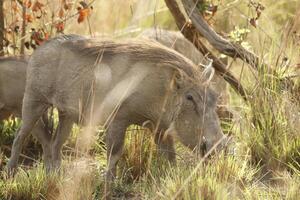 warthog in the nature in benin photo