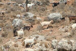 goats graze on the field, crete, greece photo