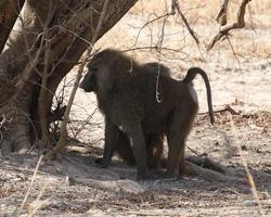 baboon in the shade of a tree photo