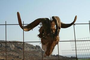 skull of a goat photo