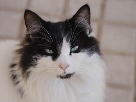 portrait of a black and white cat, photo