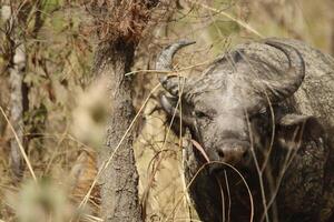 búfalo en el naturaleza de pendjari notario público foto