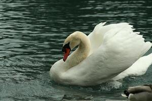 mute swan in a lake photo