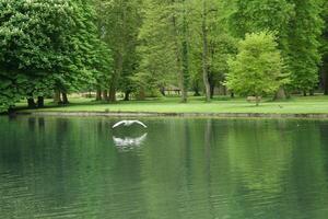 lago en parque, verde árboles, cisne moscas encima lago foto