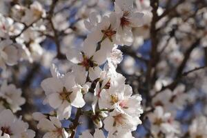 blooming almond flowers photo