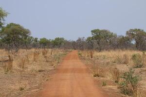 Pendjari np in the north of Benin with beautiful wildlife and lots to see. photo