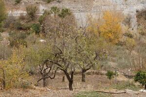 walk in nature, autumn colors photo